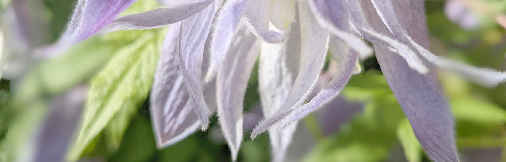 Clematis