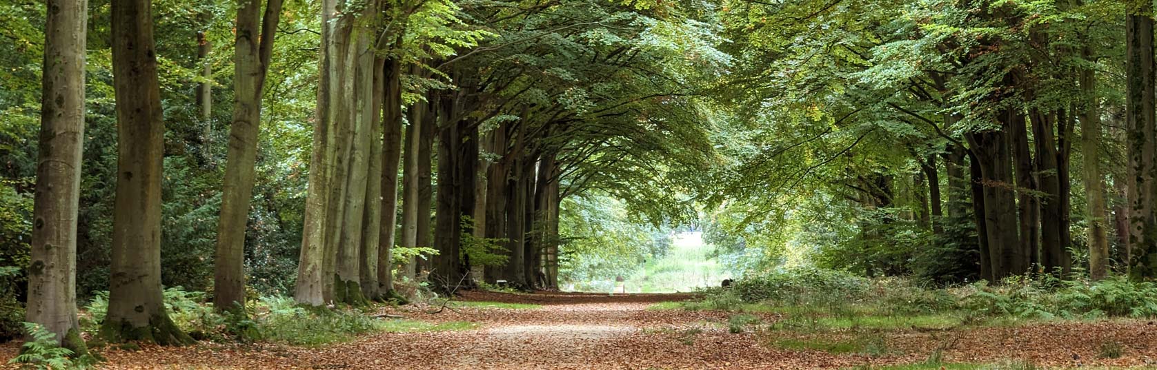 Felbrigg Woods, Norfolk