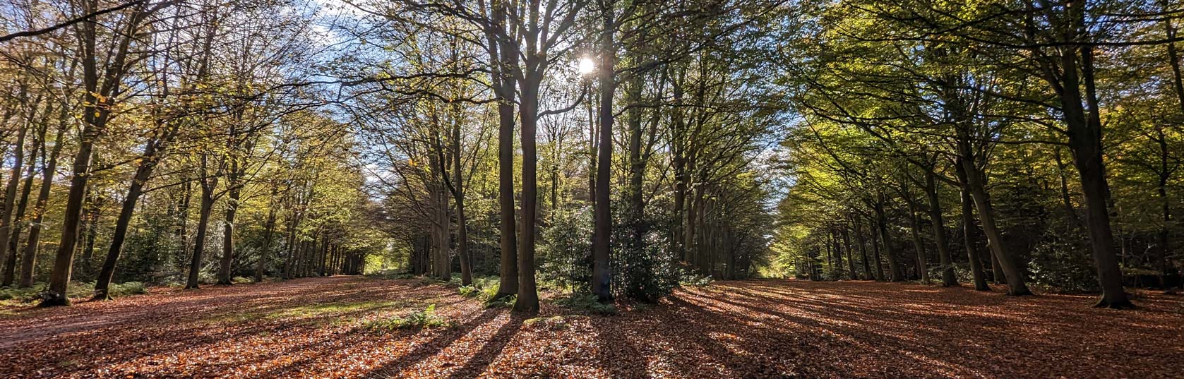 Felbrigg Woods, Norfolk